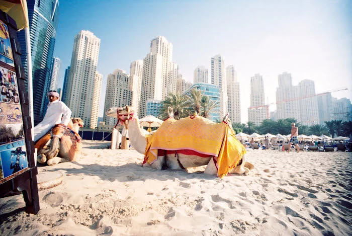 aktivitas menunggangi unta di dubai